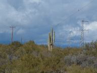 Highway188 Cactus and Powerlines