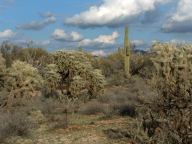 Cactus on Highway 79