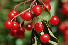 Red Berries