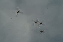 Water Skeeters