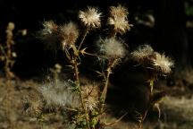 Weeds at Buck Creek Campground