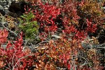 Fall Colors 