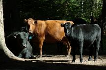 Cows in Campground