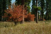 Evergreen Campground