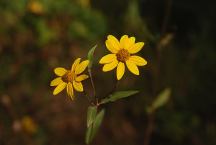 Wildflowers