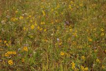 Wildflowers