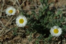 Flowers at Whitewater Draw