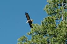 Bald Eagle at Wickiup Reservoir