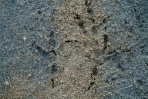 Eagle Tracks