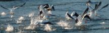 Birds at Wickiup Reservoir