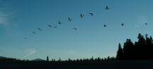 Birds at Wickiup Reservoir