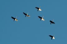 Birds at Wickiup Reservoir