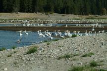 Birds at Wickiup Reservoir