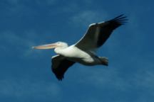 Birds at Wickiup Reservoir