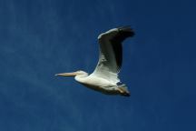 Birds at Wickiup Reservoir