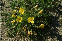 Flowers at Wickiup Dam 2