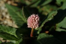 Flowers at Wickiup Dam 2