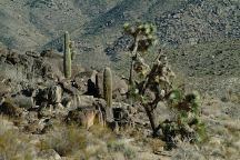 Cactus on Boriana Mine Road