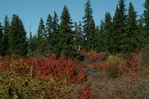 Autumn Colors near Fish Lake