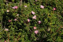 Flowers on Hinkley Summit Road