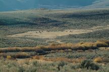 Wild Horses on Road 531