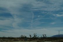 Joshua Tree Chemtrails