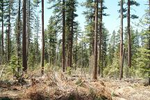 Tree Thinning