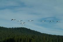 Birds and Chemtrails