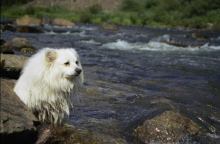 Cookie the Dog