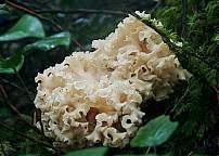 Mushrooms