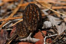 Morel Mushrooms