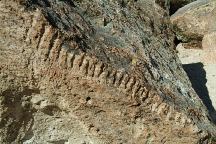 Red Canyon Petroglyphs