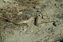 Big Snake