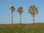 San Diego Palm Trees