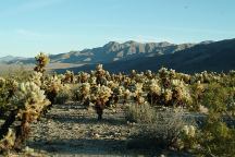 Joshua Tree NP