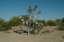 Tree Decorated With Underware