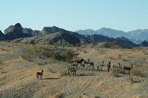 Wild Burros at Needle Mountains