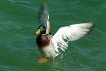 Ducks from London Bridge