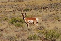 Antelope