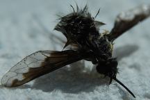 Insect Photo