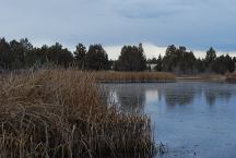 Mayfield Pond