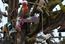 Shoe Tree