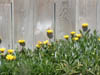 Fence and Flowers