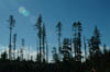 Skyline with Trees