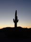 Organ Pipe Cactus