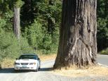 Redwoods Forest, California