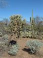 Saguaro NP