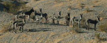 Wild Burros at Needle mountains