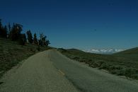 BRISTLECONE PINE