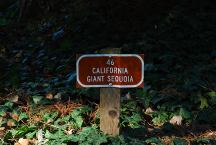 California Giant Sequia